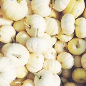 white-fall-pumpkins
